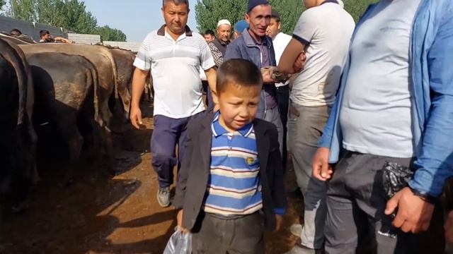 Uychi tumani Yorqõrģon mol bozori Semiz va boqma buqalar narhari 10.05.2023yil