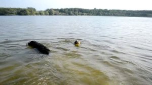 Австралийская овчарка & Лабрадор