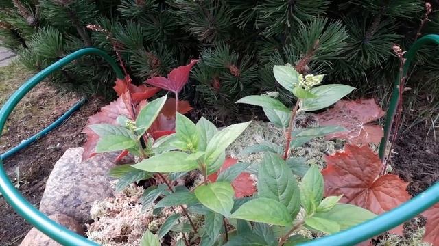 ГОРТЕНЗИИ в саду ДЕВЯТОЙ РЕАЛЬНОСТИ/15 августа 2020 г смотреть онлайн