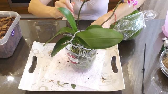 Из горшка D9... Откуда столько корней?! ОРХИДЕЯ от уценки с засушенной корневой до КРАСАВИЦЫ! смотреть онлайн