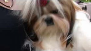 Воспитание ши-тцу