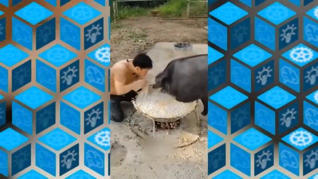 Такое Редко Увидишь! Впечатляющие Моменты, Сняты На Камеру смотреть онлайн