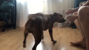 Стафф треплет и рычит/ агрессивные игры стаффа