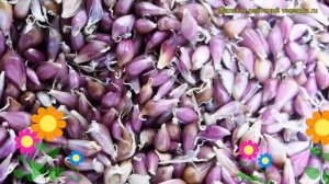 Чеснок озимый Григорий Комаров. Краткий обзор, описание характеристик, где купить семена